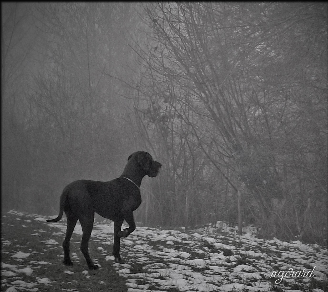 Dans la brume...