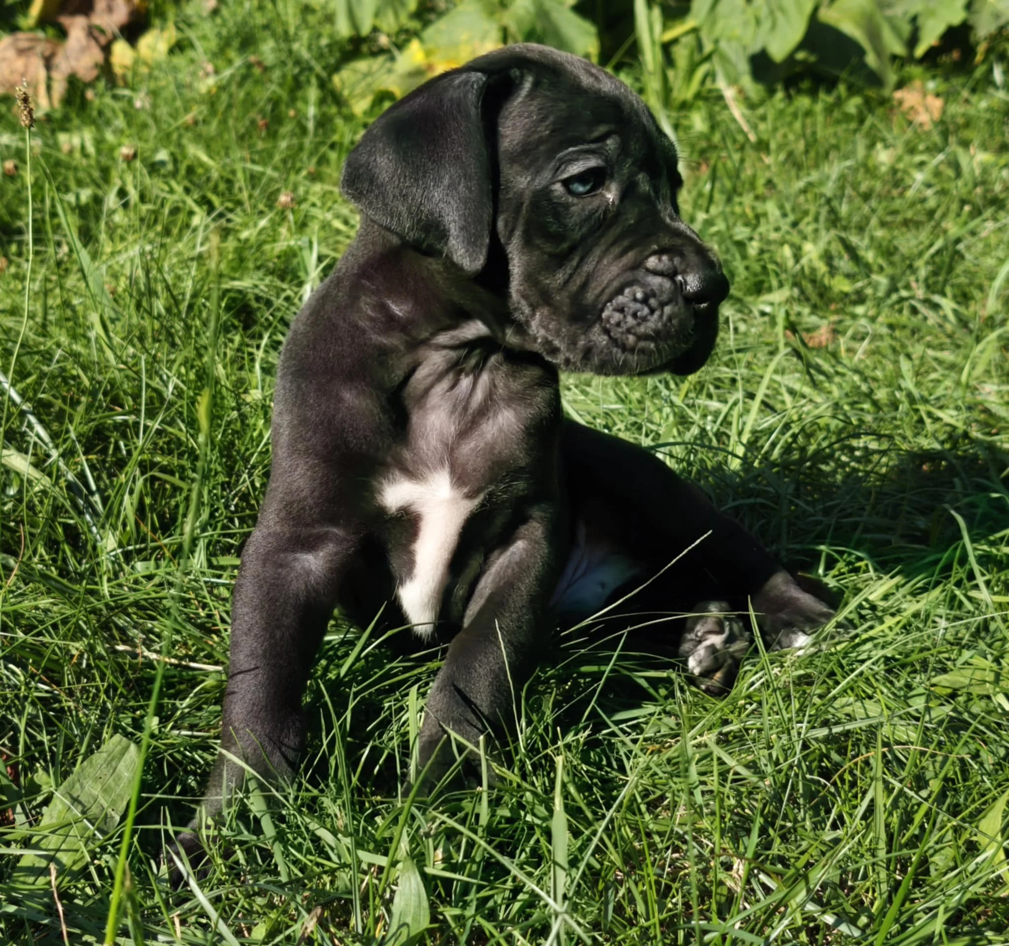  Chiot de Tchaikovsky et Shivas (Domaine de Naugigoutte)17aout