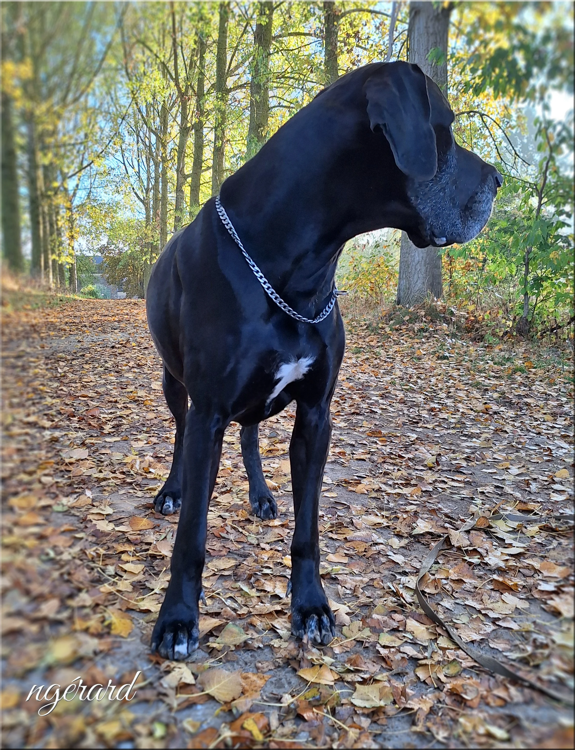 Automne tchaik5