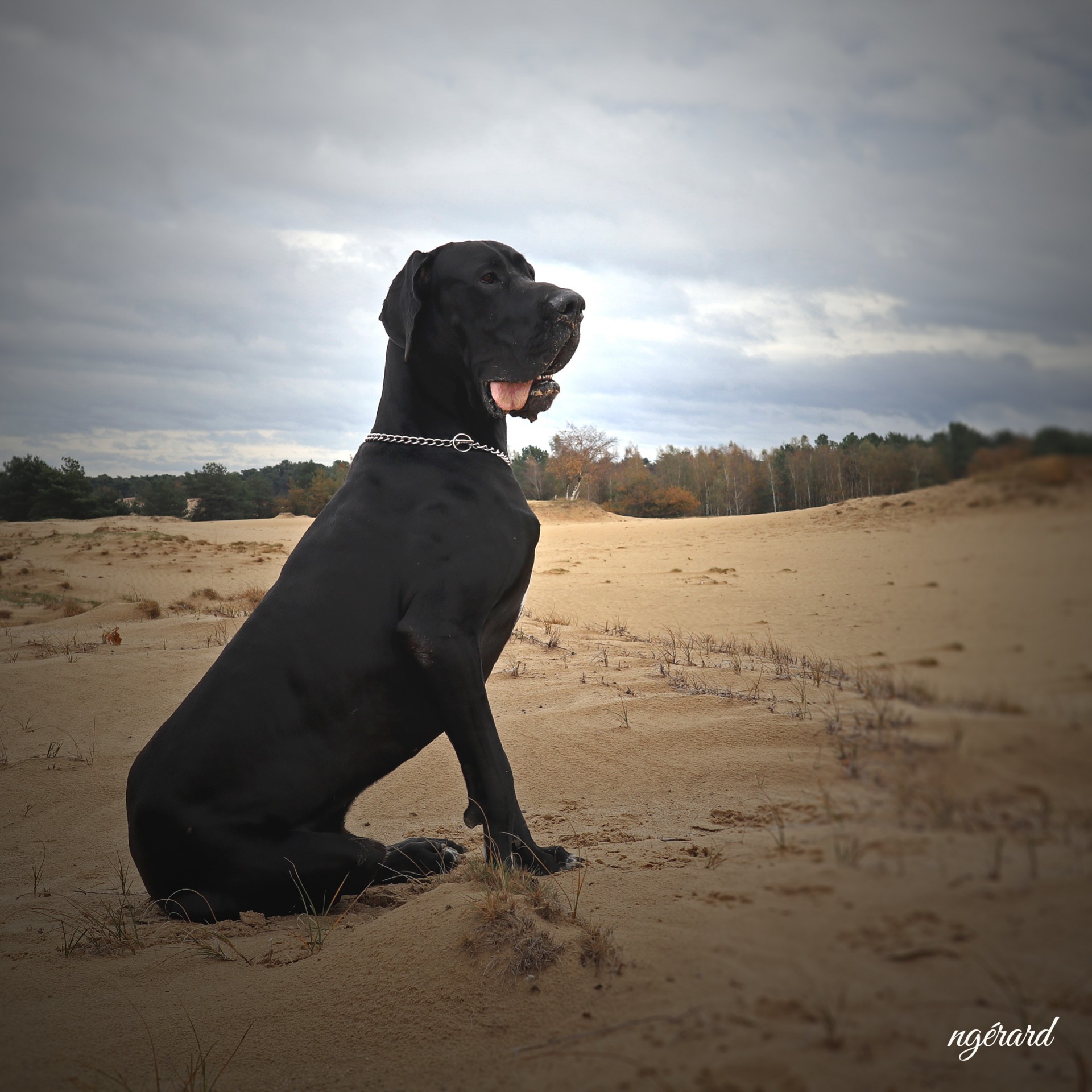 Mer sable