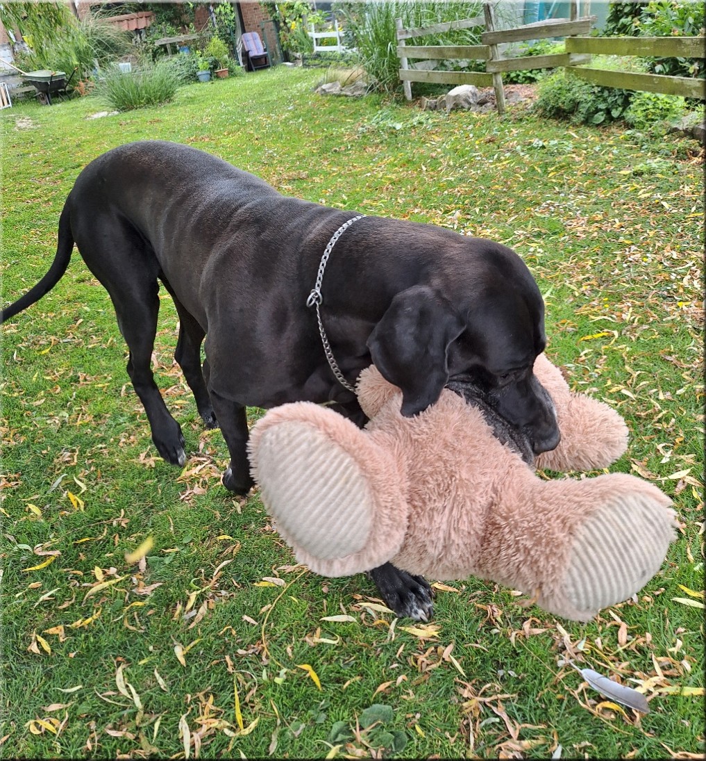 Nounours en balade