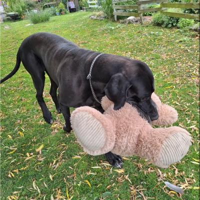 Nounours en balade