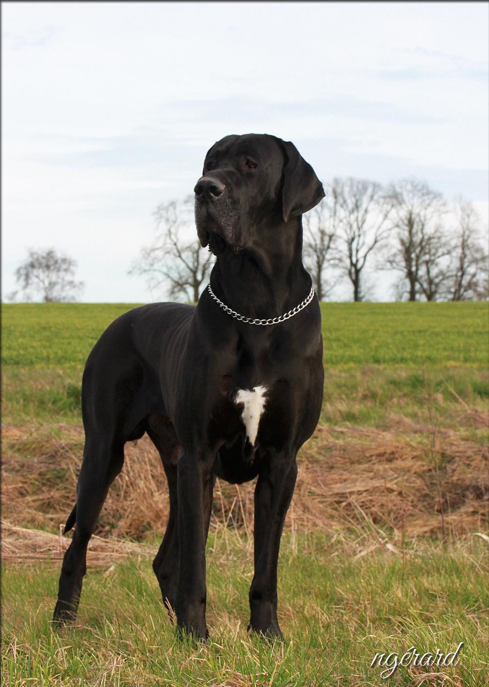 Disponible pour saillie